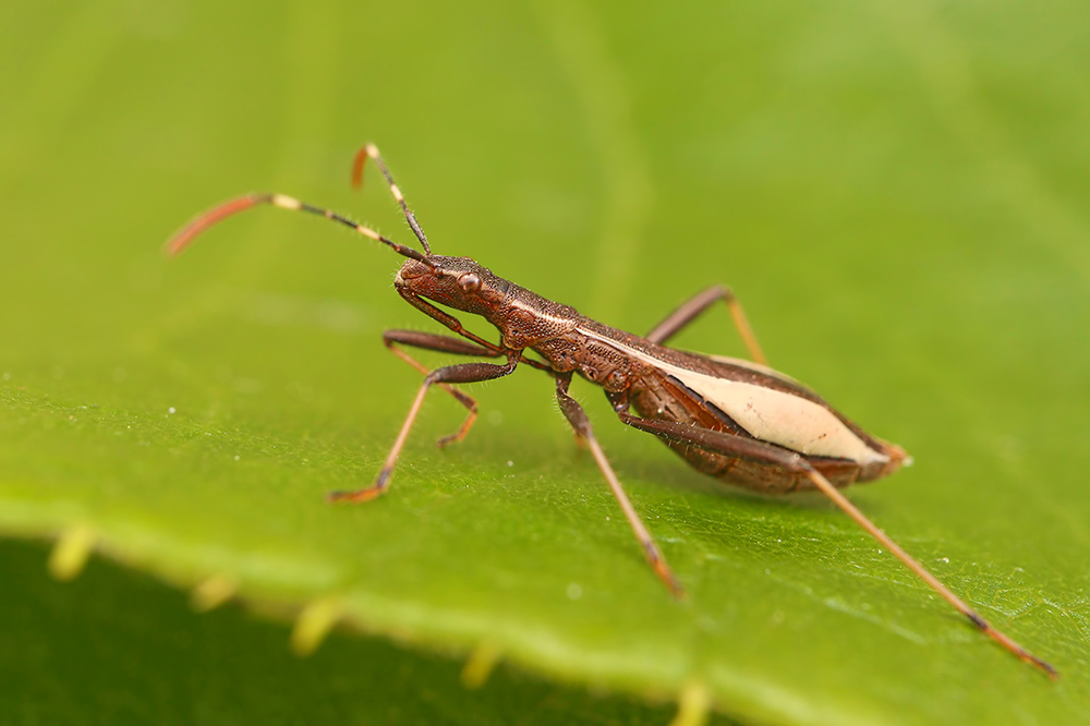 Alydidae: Micrelytra fossularum